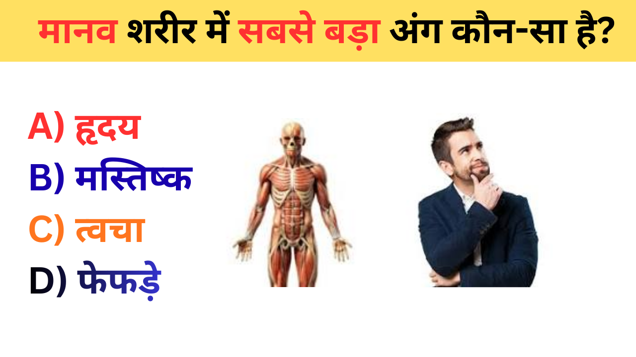 मानव शरीर में सबसे बड़ा अंग कौन-सा है
